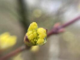 bloemknoppen Aan bomen groeide in voorjaar foto