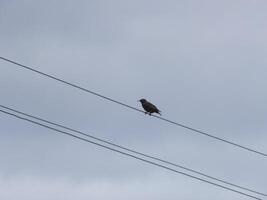 een vogel zit in de voorjaar in de dorp foto