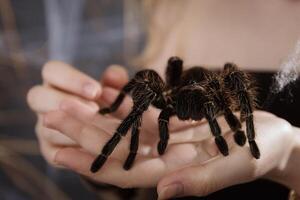 een groot pluizig tarantula spin Aan de meisjes arm. exotisch huisdier foto