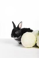 grappig zwart konijn gluurt kool Aan een wit geïsoleerd achtergrond foto