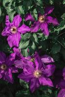 groot Purper clematis bloemen voor de vol kader. groeit sier- beklimming planten in de tuin foto