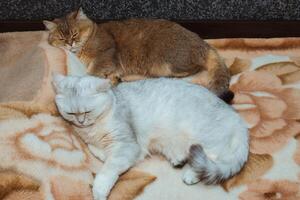 twee Brits katten van rood en zilver kleur slaap samen Aan de bed. de verhouding van huisdieren in de huis foto