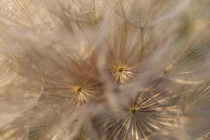 tragopogon pseudo-majoor. groot paardebloem foto