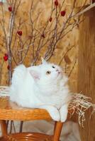 een wit pluizig Angora kat met veelkleurig ogen leugens Aan de tafel en looks omhoog foto