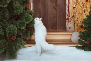 een wit pluizig Angora kat gaat naar de deur van de huis en snuift een pijnboom Afdeling foto