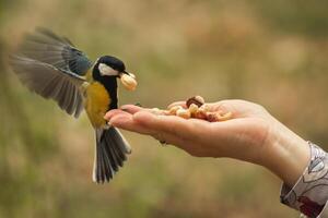 mees in vlucht duurt een geheel cachou noot van een vrouw hand. een detailopname schot met een lang Luik snelheid tonen de beweging van de vogel Vleugels foto