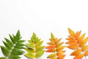 bladeren van groen naar rood zijn goed geschikt voor herfst decoraties foto