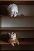 twee Brits gefokt huiselijk katten kijken Bij elk andere van verschillend schappen van de kast foto