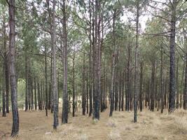 Woud achtergrond. donker Woud natuur visie foto