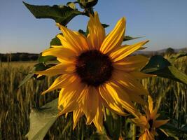 detailopname geel zonnebloem in vol bloeien Aan zonnig zomer foto