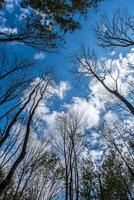 silhouet bomen tegen de lucht foto