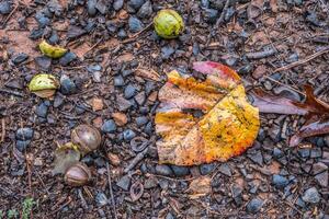 Woud verdieping in herfst foto