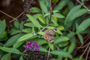 gemeenschappelijk Buckeye vlinder Aan een struik foto