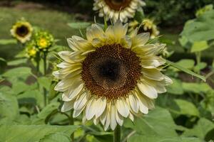 wit met geel tint zonnebloem detailopname foto