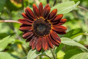 diep rood zonnebloem detailopname foto