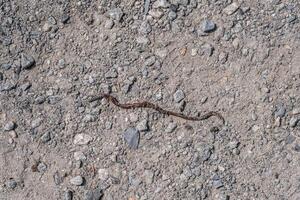 worm kruipen aan de overkant de spoor foto