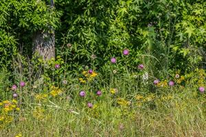 wilde bloemen langs de weg foto