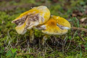 twee champignons groeit samen foto