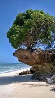 bomen ook liefde een mooi visie Aan de strand. boom groeit Aan een gewassen uit klif Aan de strand in Tanzania. foto