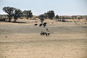 een kudde van wildebeest wandelingen omhoog een zand duin in de kgalagadi foto