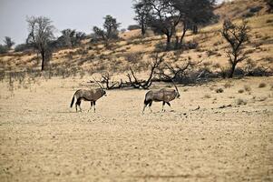 twee oryx antilopen in de droog rivierbedding van nossob rivier- kgalagadi foto