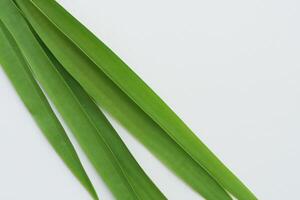 pandan blad rust Aan wit papier, een mengsel van van de natuur versheid Aan een schoon canvas foto