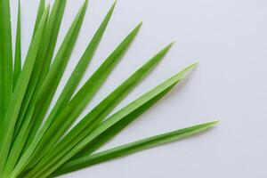 pandan blad rust Aan wit papier, een mengsel van van de natuur versheid Aan een schoon canvas foto