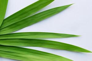 pandan blad rust Aan wit papier, een mengsel van van de natuur versheid Aan een schoon canvas foto