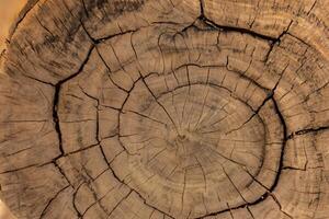 omarmen de schoonheid van natuurlijk hout achtergrond, een rustiek canvas van biologisch warmte en structuur foto