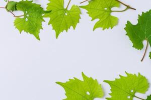 bladerrijk elegantie druif bladeren sieren wit papier model, een delicaat fusie van van de natuur charme Aan Scherm foto