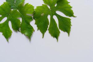 bladerrijk elegantie druif bladeren sieren wit papier model, een delicaat fusie van van de natuur charme Aan Scherm foto