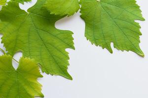 bladerrijk elegantie druif bladeren sieren wit papier model, een delicaat fusie van van de natuur charme Aan Scherm foto