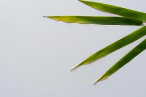 grillig elegantie mooi bladeren genade wit papier model, een sereen fusie van natuur en eenvoud foto