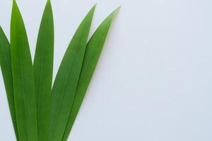 pandan blad rust Aan wit papier, een mengsel van van de natuur versheid Aan een schoon canvas foto