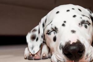 de schoonheid van een slapen dalmatiër, een afbeelding van kalmte en vredig sluimeren temidden van vlekken van schoonheid foto