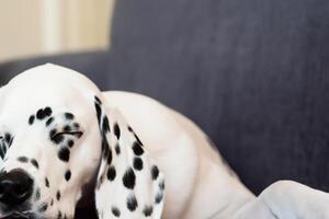 de schoonheid van een slapen dalmatiër, een afbeelding van kalmte en vredig sluimeren temidden van vlekken van schoonheid foto