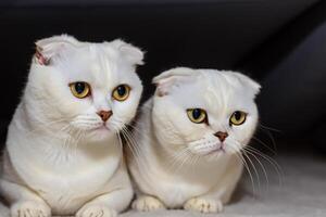 tweeling met bakkebaarden elegantie vastleggen de schoonheid van mooi tweeling met bakkebaarden Schots vouwen uitdrukking, een portret van katachtig genade en charme foto