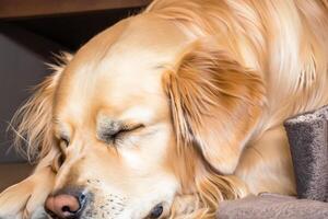 vastleggen de hartverwarmend uitdrukking van een mooi gouden retriever hond, een afbeelding van onvoorwaardelijk liefde en blij gezelschap foto
