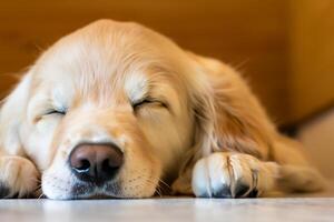 vastleggen de hartverwarmend uitdrukking van een mooi gouden retriever hond, een afbeelding van onvoorwaardelijk liefde en blij gezelschap foto