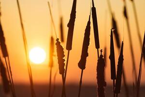 riet bloemen koesteren in de stralend gloed van de avond zon, creëren een spectaculair tapijtwerk van van de natuur vluchtig schoonheid in de rustig schemering lucht foto