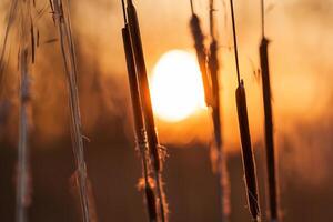 riet bloemen koesteren in de stralend gloed van de avond zon, creëren een spectaculair tapijtwerk van van de natuur vluchtig schoonheid in de rustig schemering lucht foto