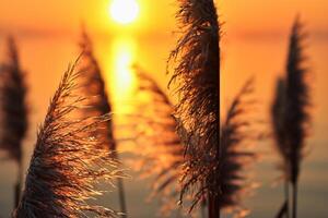 riet bloemen koesteren in de stralend gloed van de avond zon, creëren een spectaculair tapijtwerk van van de natuur vluchtig schoonheid in de rustig schemering lucht foto