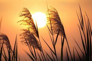 riet bloemen koesteren in de stralend gloed van de avond zon, creëren een spectaculair tapijtwerk van van de natuur vluchtig schoonheid in de rustig schemering lucht foto