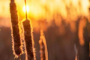 riet bloemen koesteren in de stralend gloed van de avond zon, creëren een spectaculair tapijtwerk van van de natuur vluchtig schoonheid in de rustig schemering lucht foto