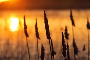 riet bloemen koesteren in de stralend gloed van de avond zon, creëren een spectaculair tapijtwerk van van de natuur vluchtig schoonheid in de rustig schemering lucht foto