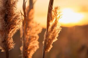 riet bloemen koesteren in de stralend gloed van de avond zon, creëren een spectaculair tapijtwerk van van de natuur vluchtig schoonheid in de rustig schemering lucht foto