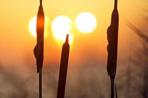 riet bloemen koesteren in de stralend gloed van de avond zon, creëren een spectaculair tapijtwerk van van de natuur vluchtig schoonheid in de rustig schemering lucht foto