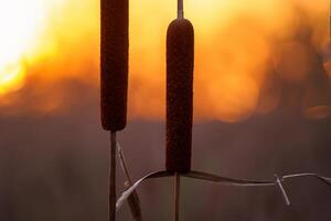 riet bloemen koesteren in de stralend gloed van de avond zon, creëren een spectaculair tapijtwerk van van de natuur vluchtig schoonheid in de rustig schemering lucht foto