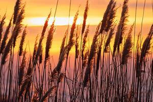 riet bloemen koesteren in de stralend gloed van de avond zon, creëren een spectaculair tapijtwerk van van de natuur vluchtig schoonheid in de rustig schemering lucht foto