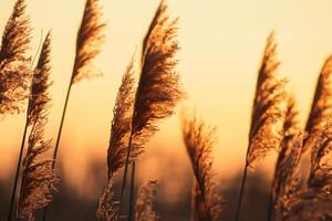 riet bloemen koesteren in de stralend gloed van de avond zon, creëren een spectaculair tapijtwerk van van de natuur vluchtig schoonheid in de rustig schemering lucht foto